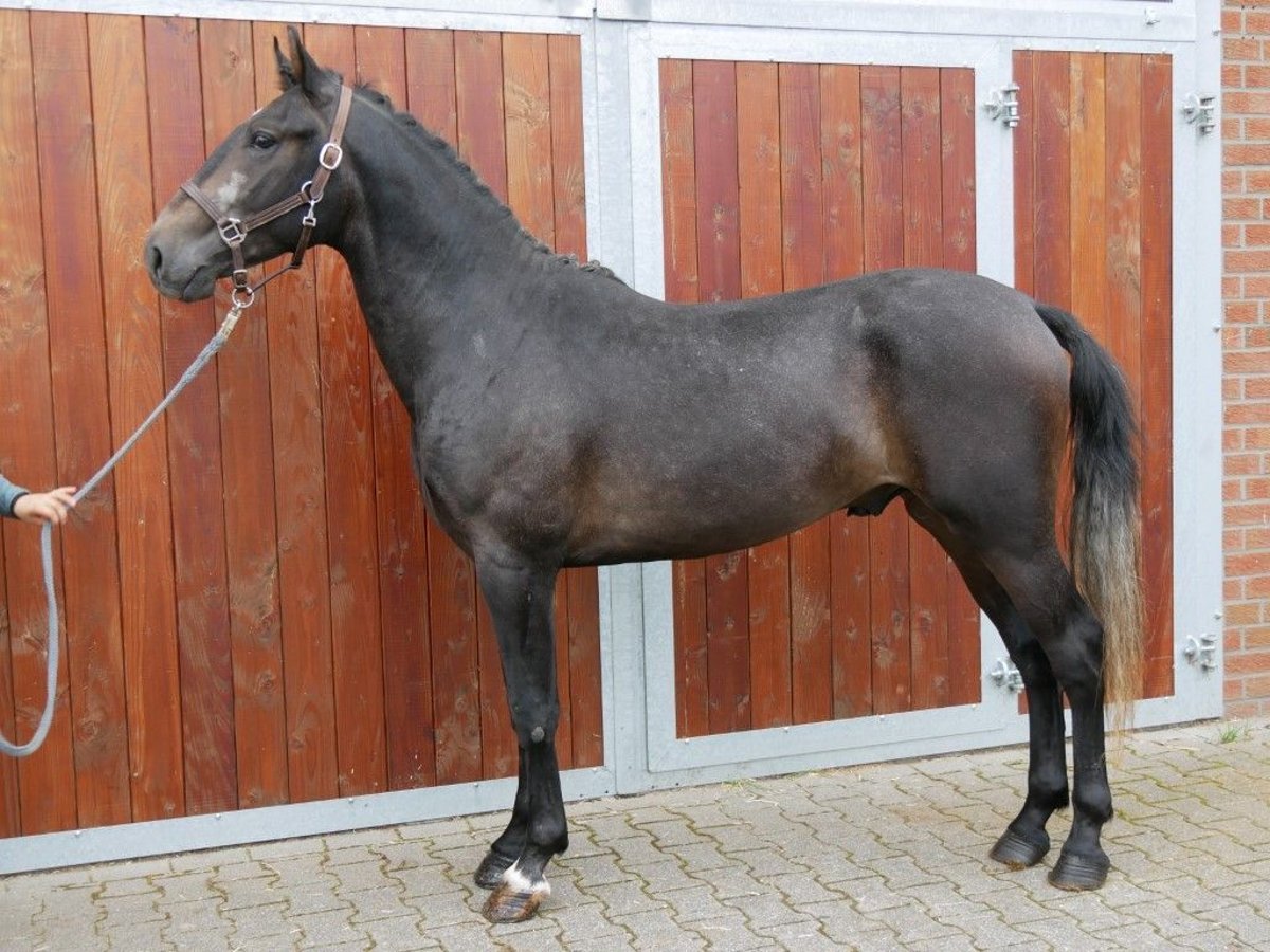 Plus de poneys/petits chevaux Hongre 2 Ans 154 cm in Dorsten