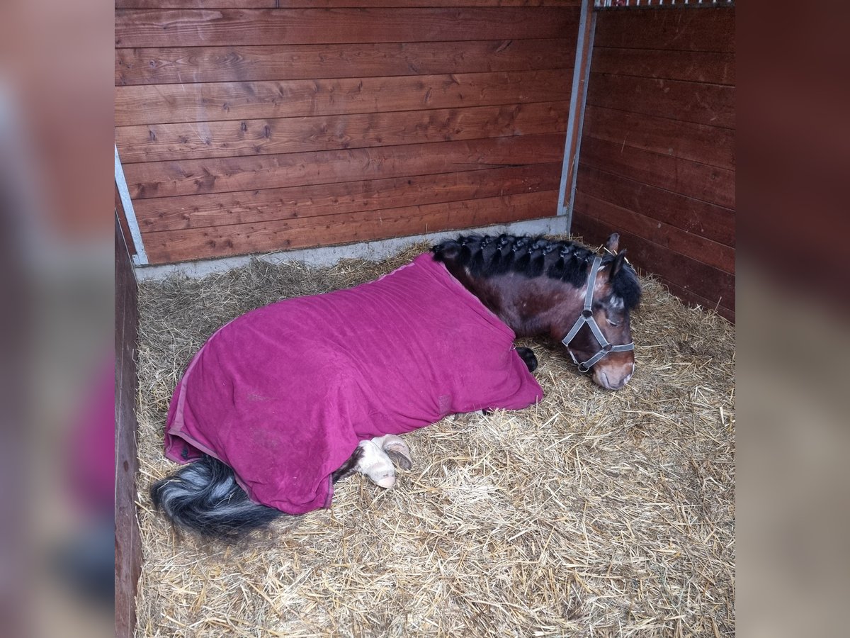 Plus de poneys/petits chevaux Hongre 4 Ans 136 cm Bai in Rechnitz