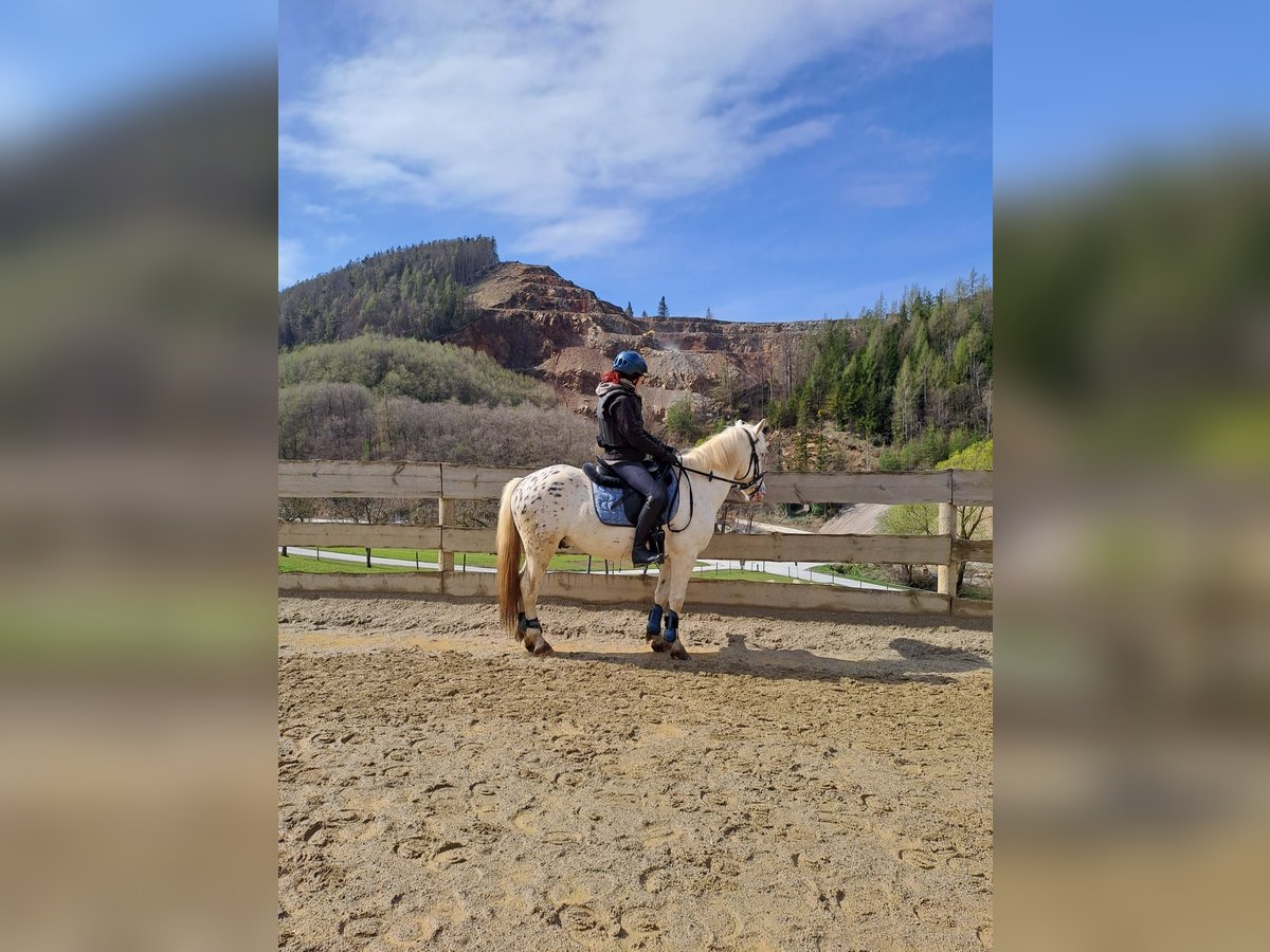 Plus de poneys/petits chevaux Croisé Hongre 4 Ans 140 cm Léopard in Thannhausen