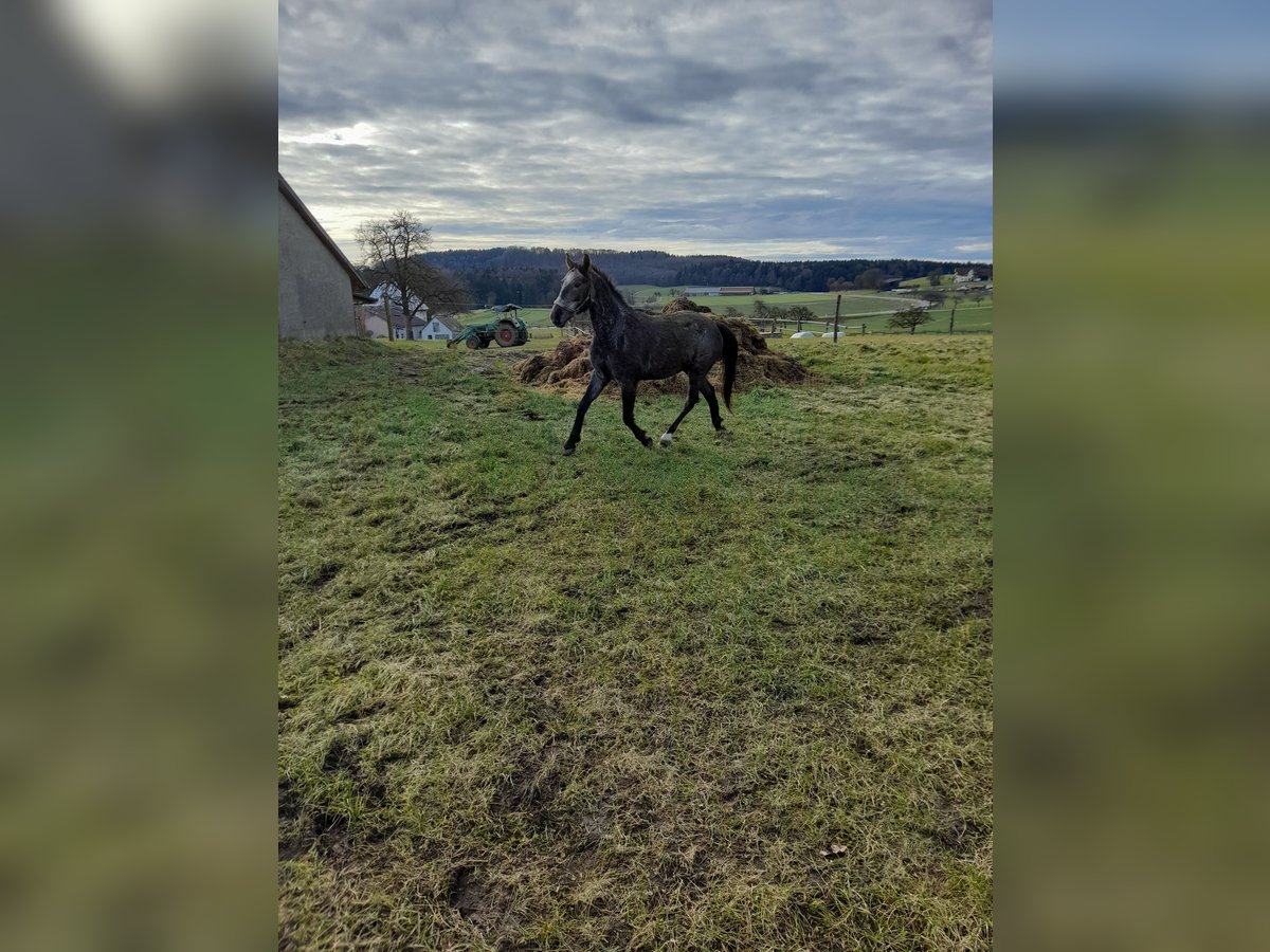 Plus de poneys/petits chevaux Croisé Hongre 4 Ans 149 cm Gris (bai-dun) in Bad Saulgau