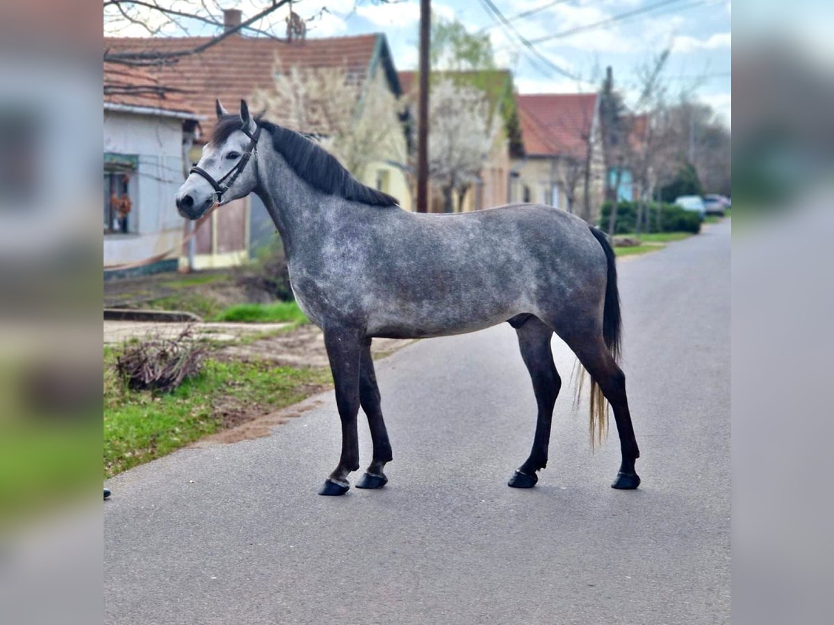 Plus de poneys/petits chevaux Hongre 5 Ans 143 cm Gris pommelé in Deggendorf