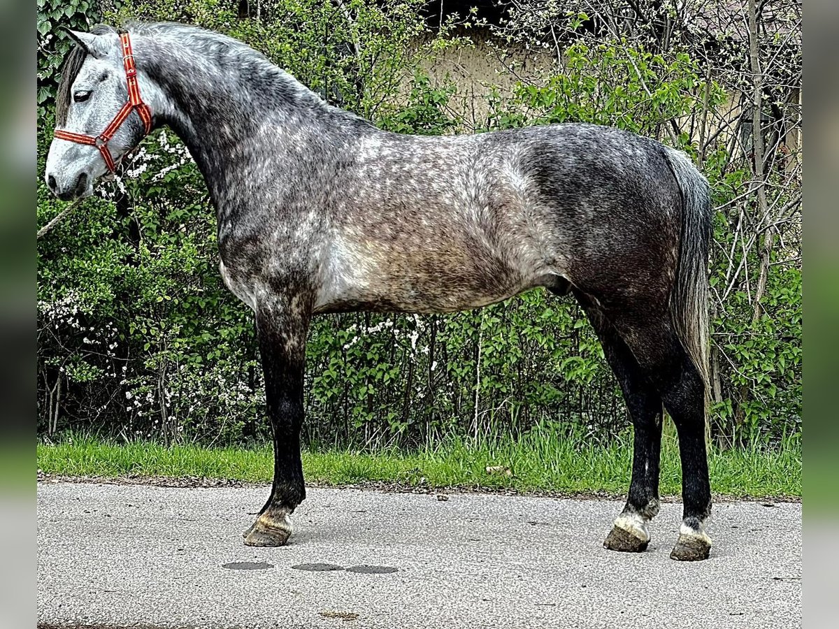 Plus de poneys/petits chevaux Hongre 5 Ans 145 cm Gris pommelé in Deggendorf