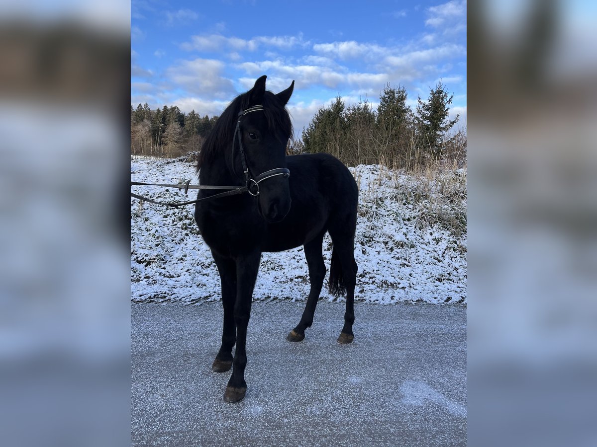 Plus de poneys/petits chevaux Hongre 5 Ans 148 cm Noir in Tutzing