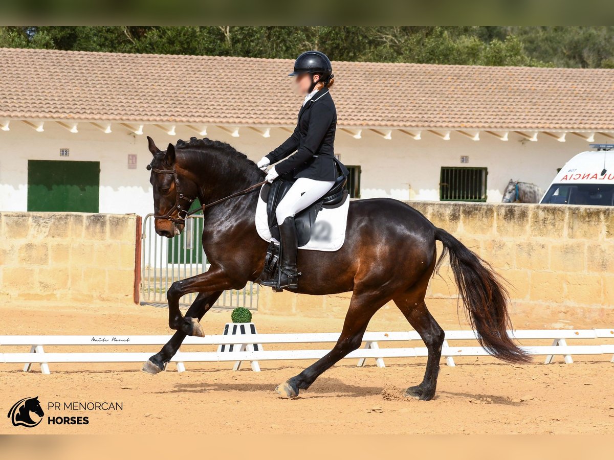 Plus de poneys/petits chevaux Hongre 5 Ans 152 cm Bai brun in Menorca