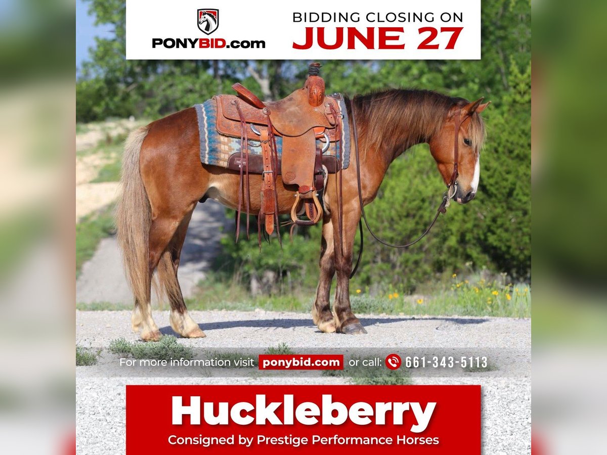 Plus de poneys/petits chevaux Hongre 5 Ans Bai cerise in Stephenville, TX