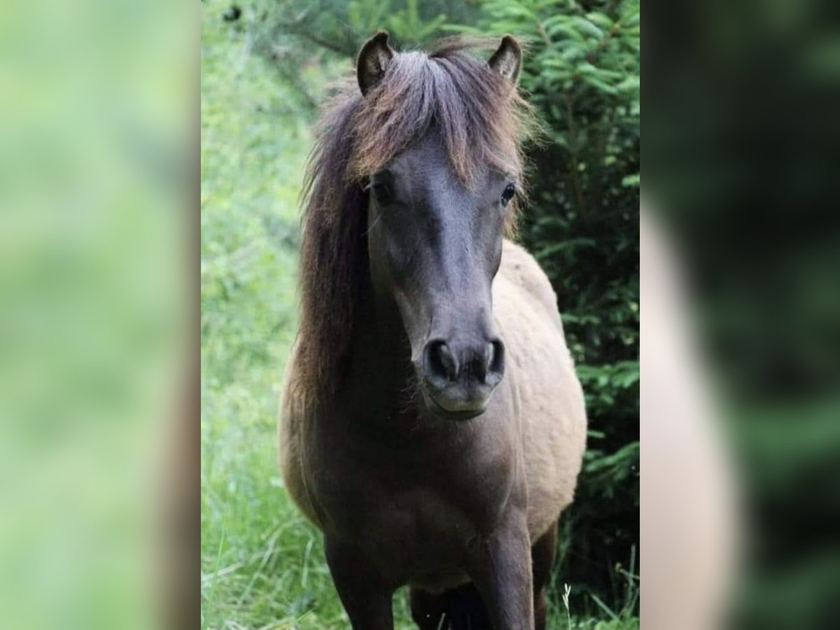 Plus de poneys/petits chevaux Hongre 6 Ans 115 cm Bai brun in Ledenitzen