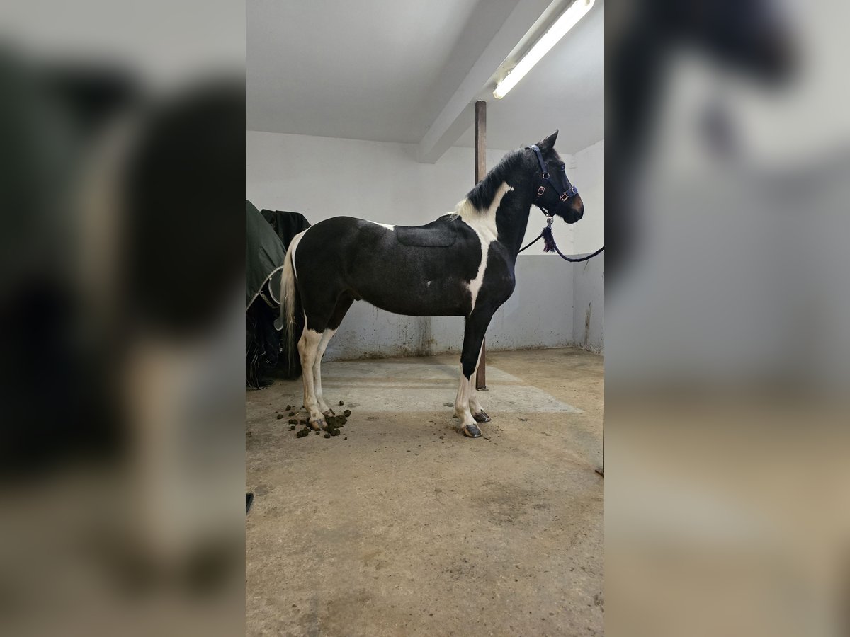 Plus de poneys/petits chevaux Croisé Hongre 6 Ans 148 cm Pinto in Waldbröl