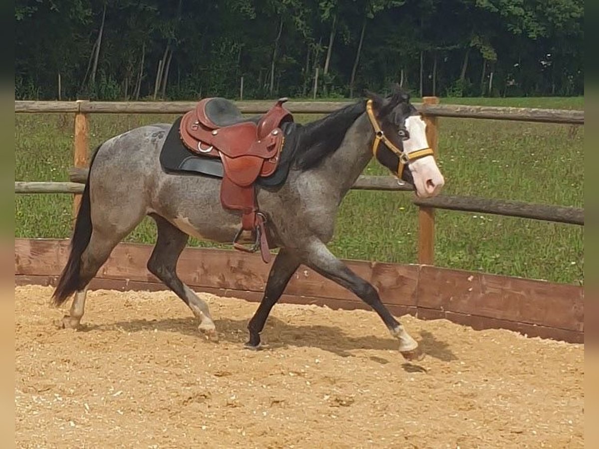 Plus de poneys/petits chevaux Croisé Hongre 6 Ans 152 cm Rouan Bleu in Neu-Ulm