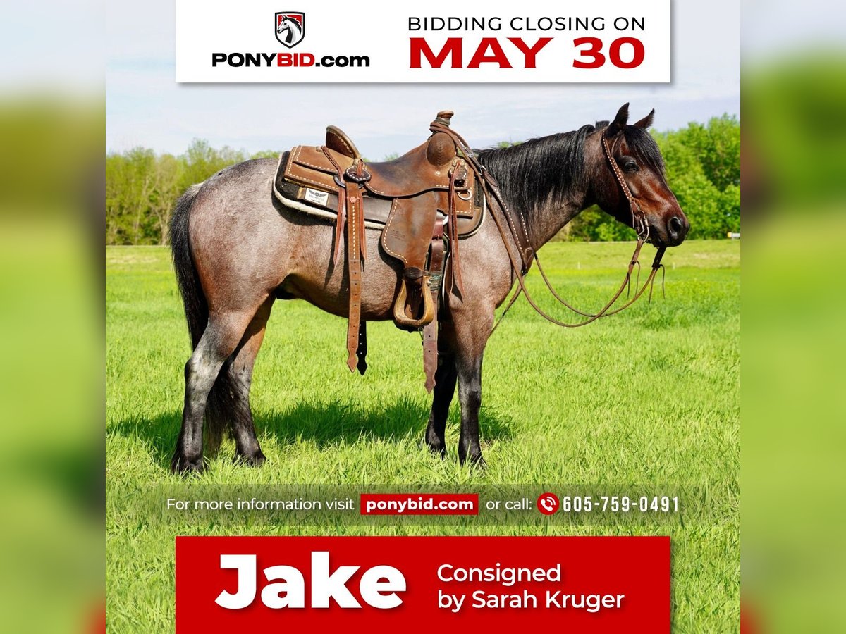 Plus de poneys/petits chevaux Hongre 6 Ans Roan-Bay in Valley Springs, SD