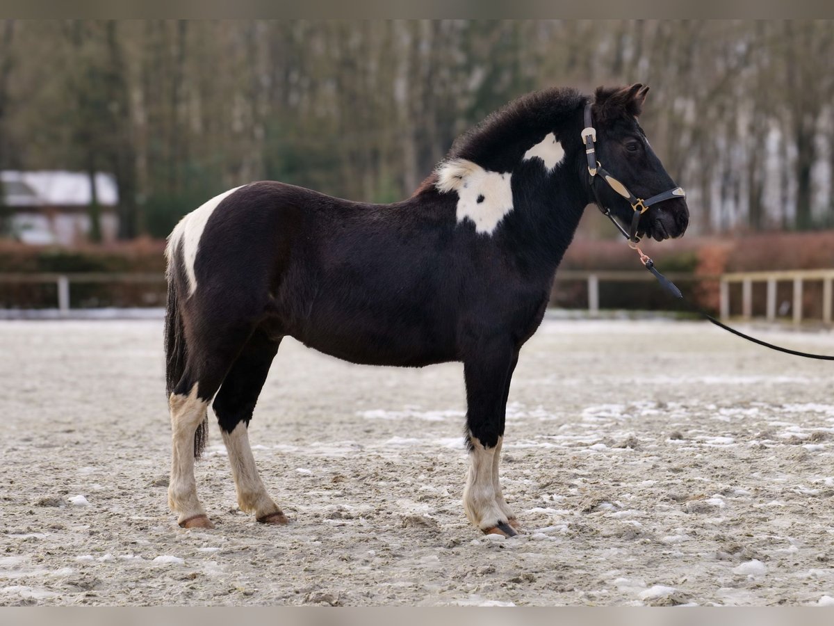 Plus de poneys/petits chevaux Hongre 7 Ans 127 cm Pinto in Neustadt (Wied)