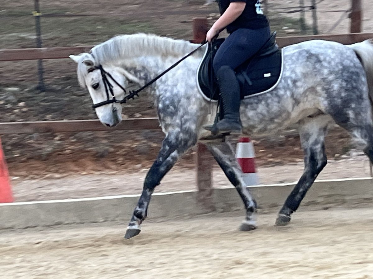 Plus de poneys/petits chevaux Hongre 7 Ans 147 cm Gris pommelé in Ursensollen