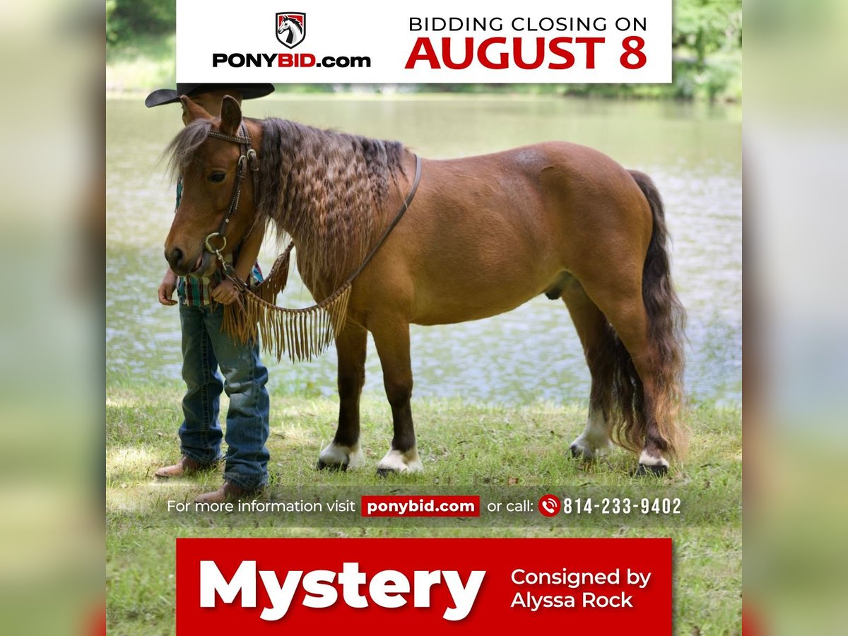 Plus de poneys/petits chevaux Hongre 7 Ans 97 cm Alezan cuivré in Somerset, PA
