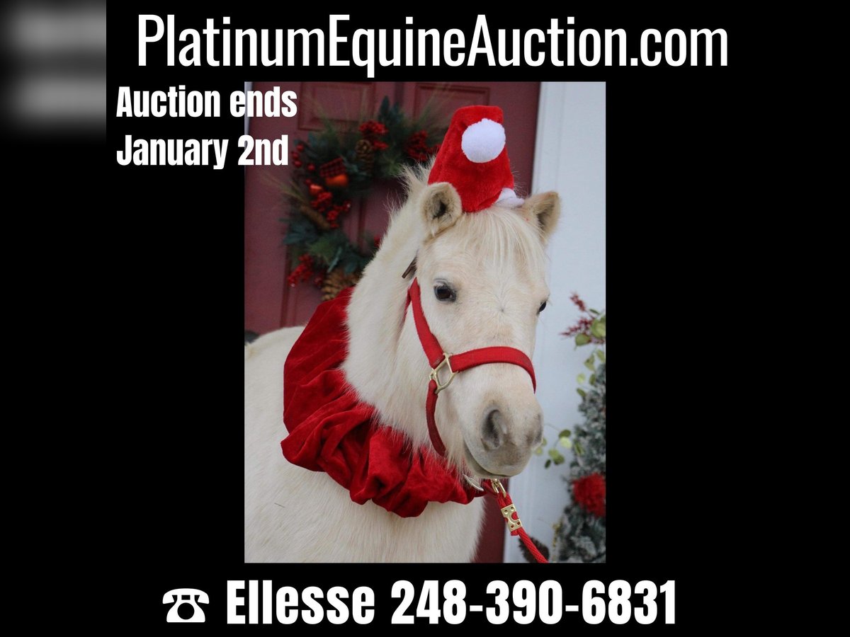 Plus de poneys/petits chevaux Hongre 8 Ans 102 cm Palomino in Highland MI