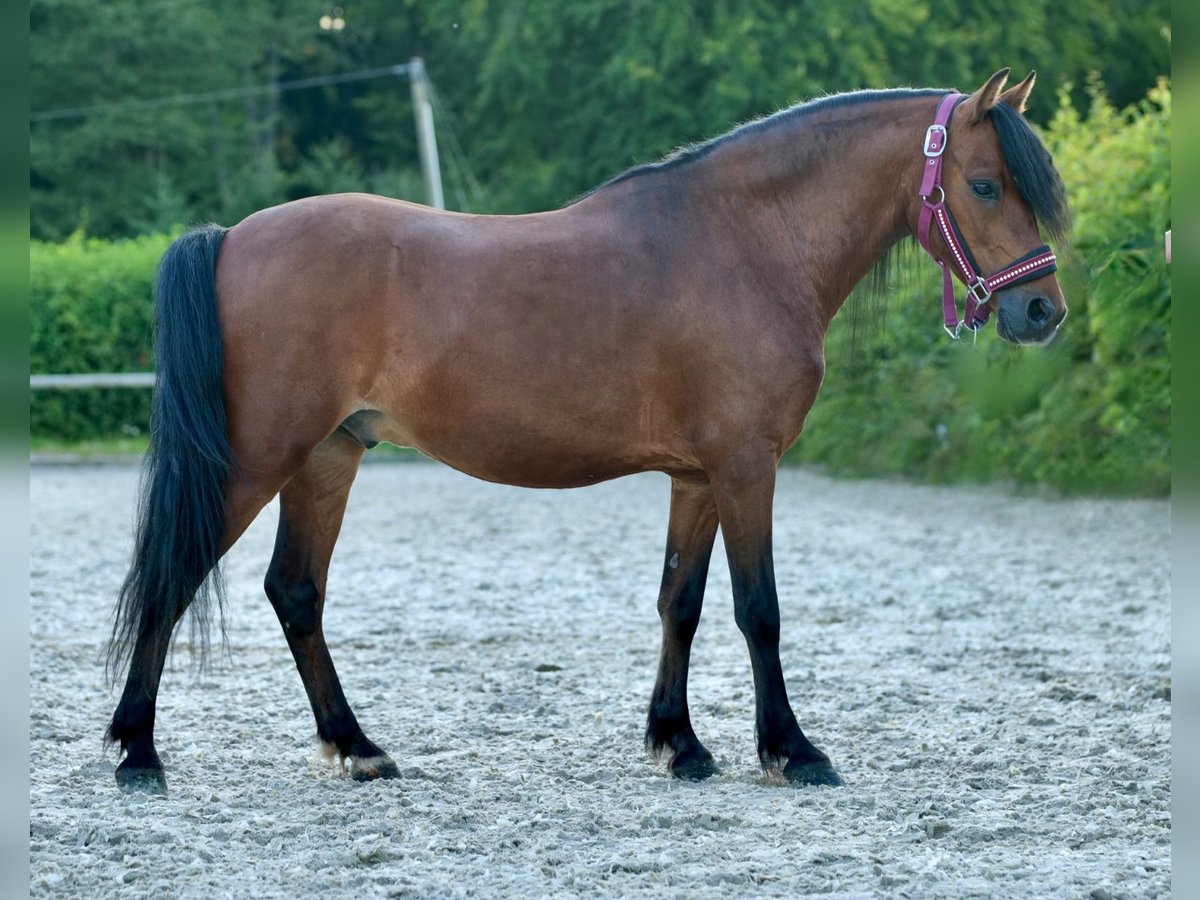 Plus de poneys/petits chevaux Hongre 8 Ans 120 cm Bai in Neustadt (Wied)