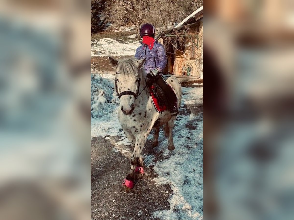 Plus de poneys/petits chevaux Hongre 8 Ans 125 cm Léopard in Schwarzach im Pongau