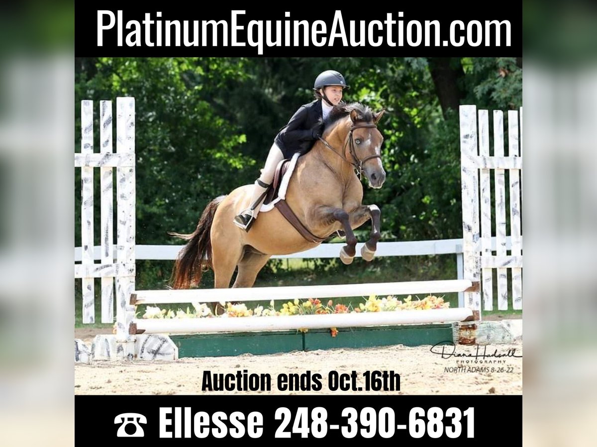 Plus de poneys/petits chevaux Hongre 8 Ans 135 cm in Highland, MI