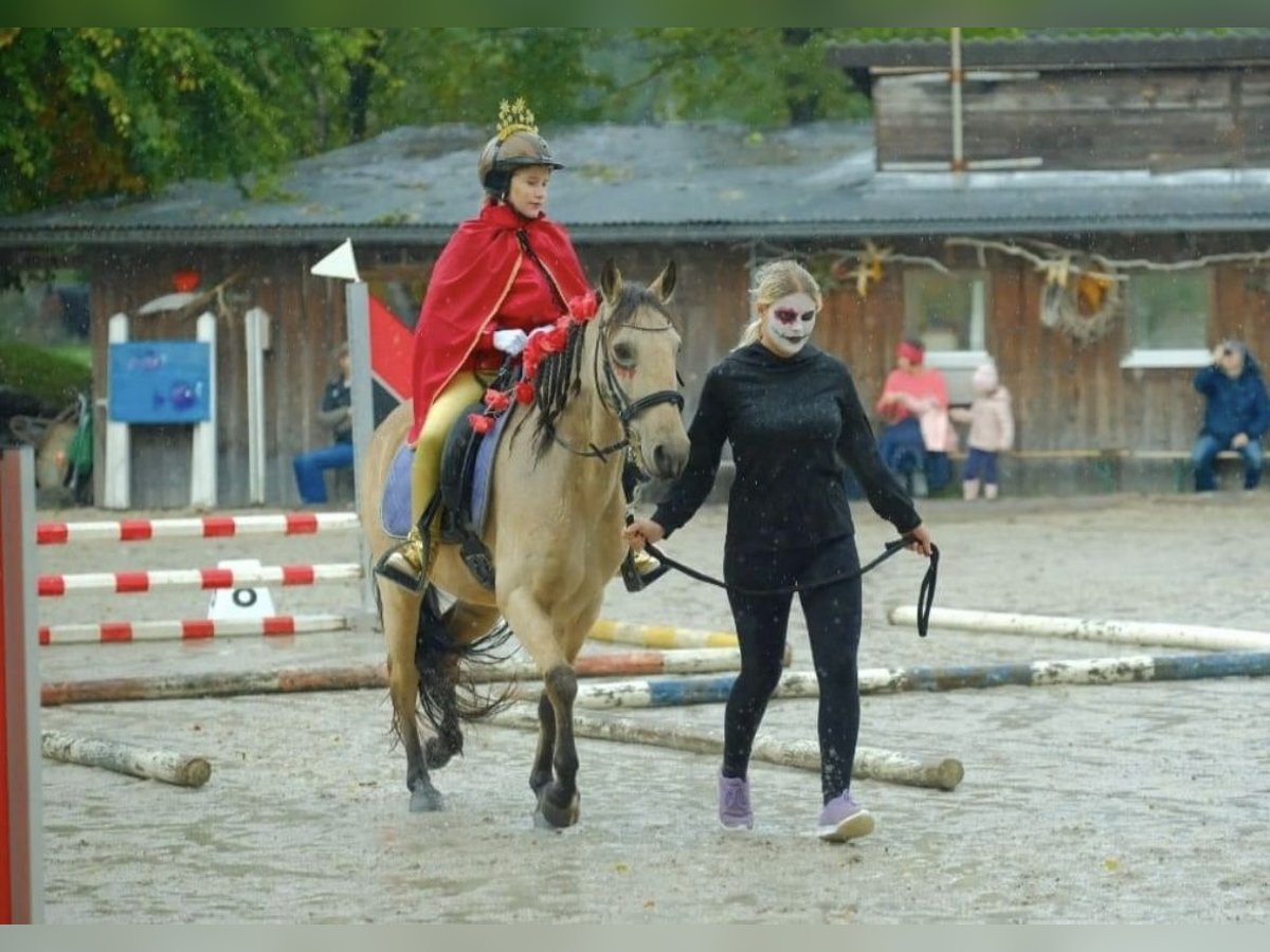 Plus de poneys/petits chevaux Croisé Hongre 8 Ans 140 cm Isabelle in Achberg