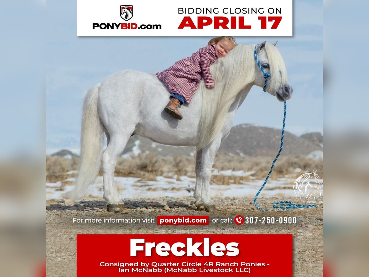 Plus de poneys/petits chevaux Hongre 8 Ans 94 cm Gris in Cody, WY