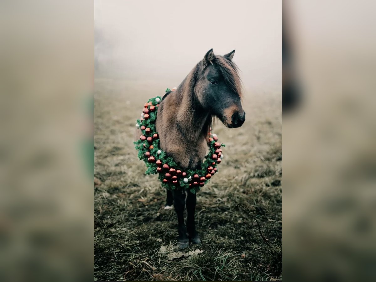 Plus de poneys/petits chevaux Hongre 9 Ans 120 cm Bai in Wurzbach