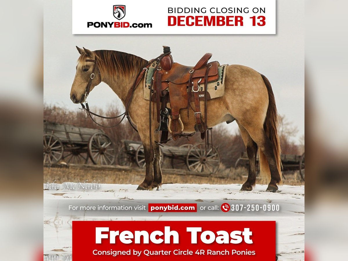 Plus de poneys/petits chevaux Hongre 9 Ans 130 cm Buckskin in Cody, WY