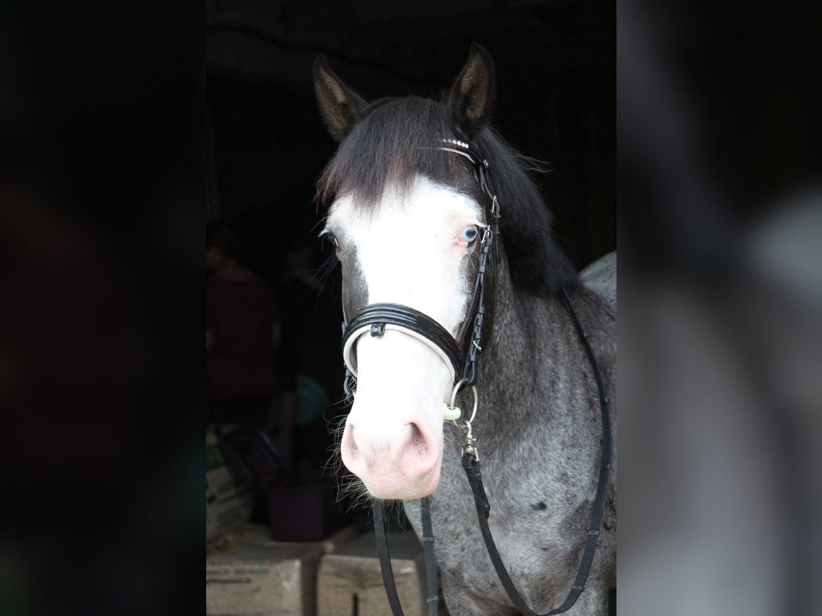 Plus de poneys/petits chevaux Hongre 9 Ans 146 cm Rouan Bleu in Lengerich