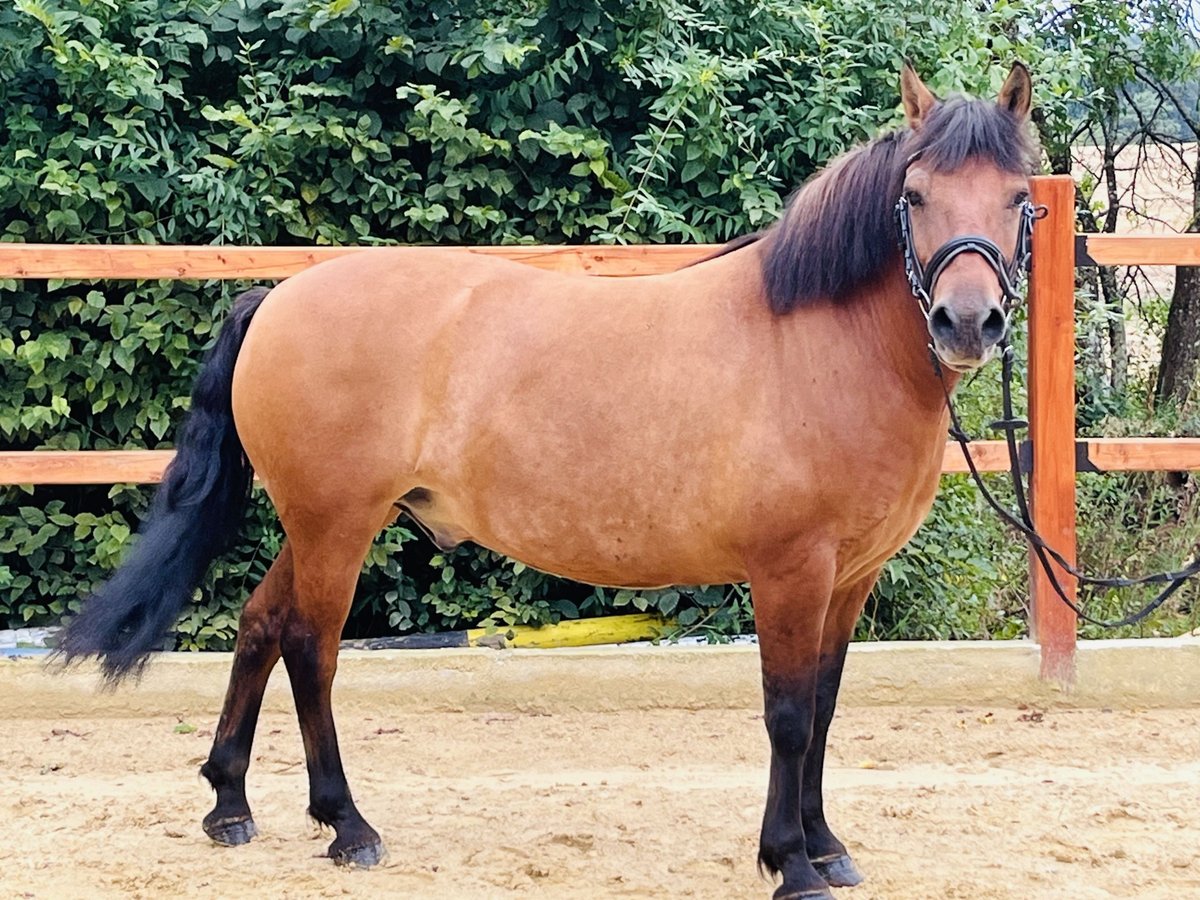 Plus de poneys/petits chevaux Hongre 9 Ans 148 cm Bai in Ursensollen