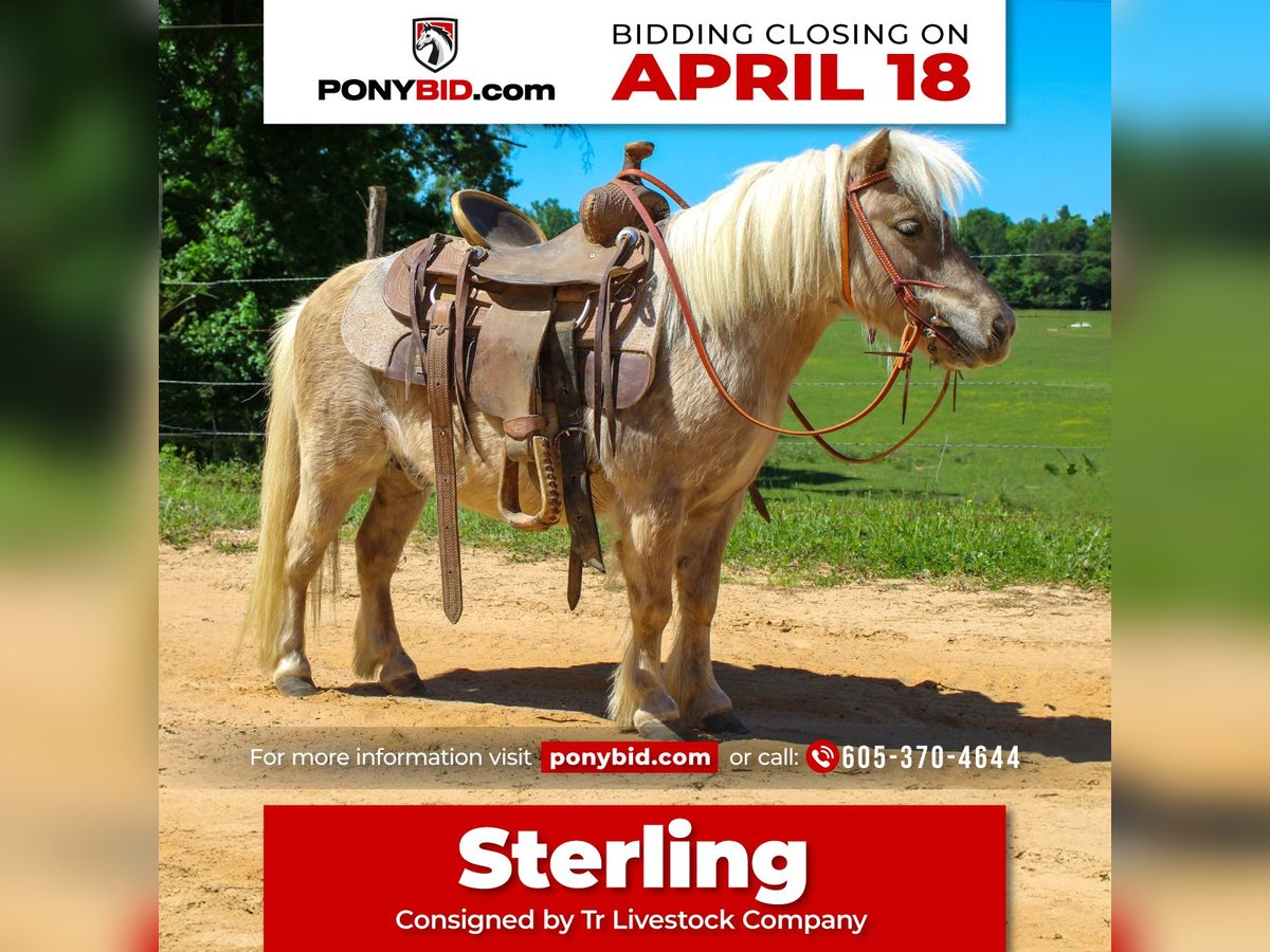 Plus de poneys/petits chevaux Hongre 9 Ans 94 cm in Rusk, TX