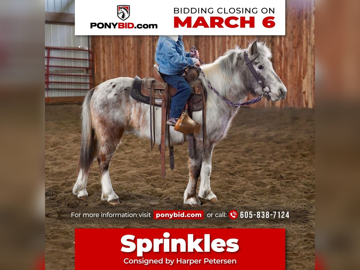 Plus de poneys/petits chevaux Jument 11 Ans 91 cm in Valley Springs, SD