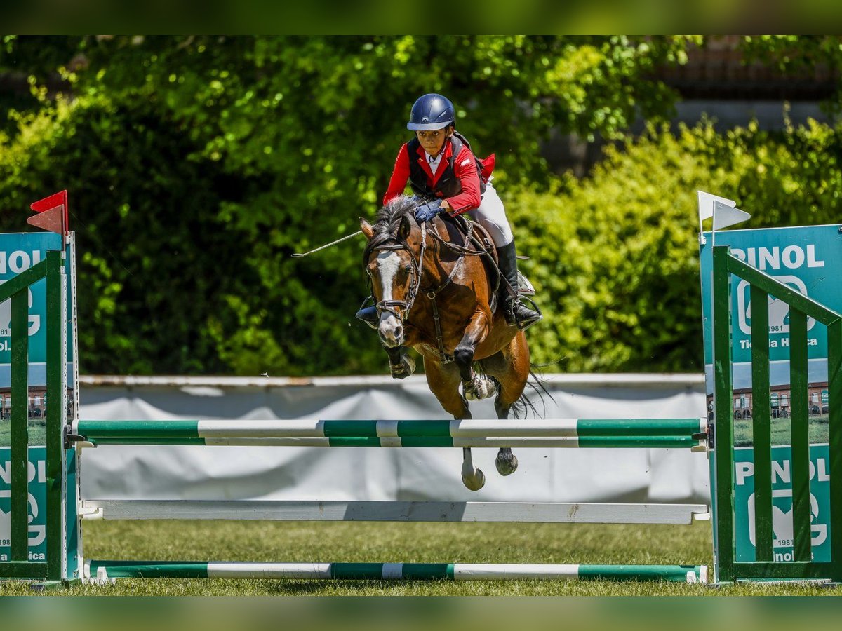 Plus de poneys/petits chevaux Jument 12 Ans 127 cm Bai in Soto Del Real