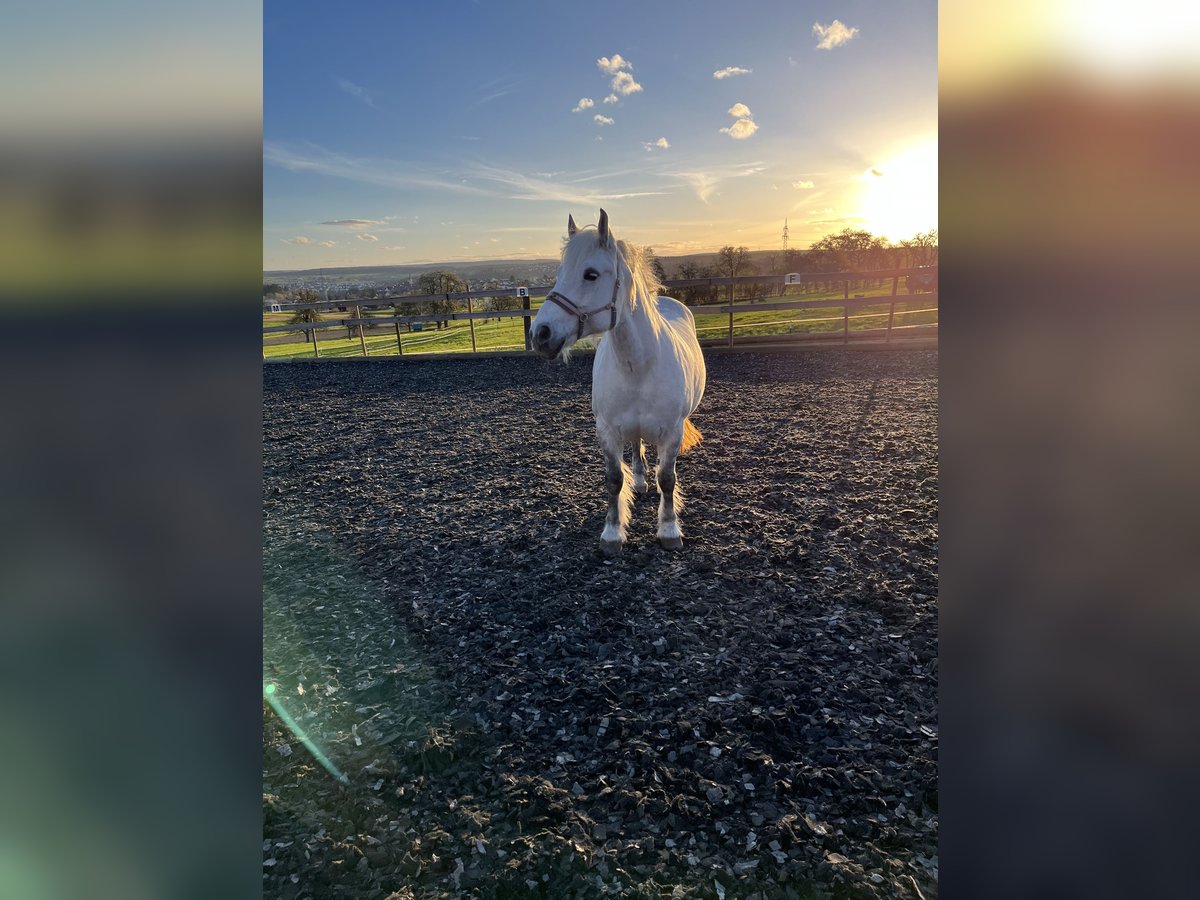 Plus de poneys/petits chevaux Croisé Jument 12 Ans 143 cm Gris in Neuhausen