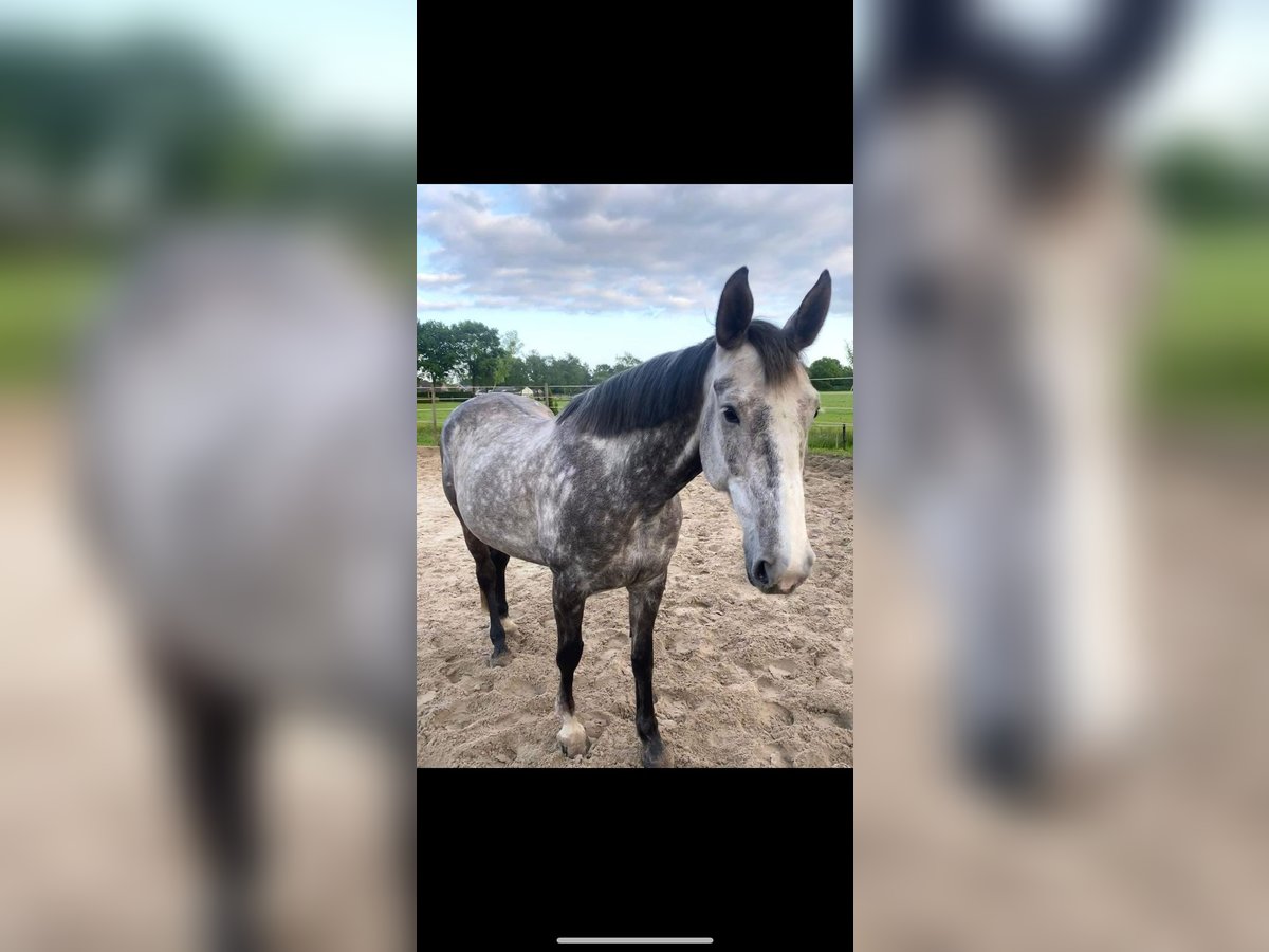 Plus de poneys/petits chevaux Jument 12 Ans 166 cm Gris pommelé in Deggendorf