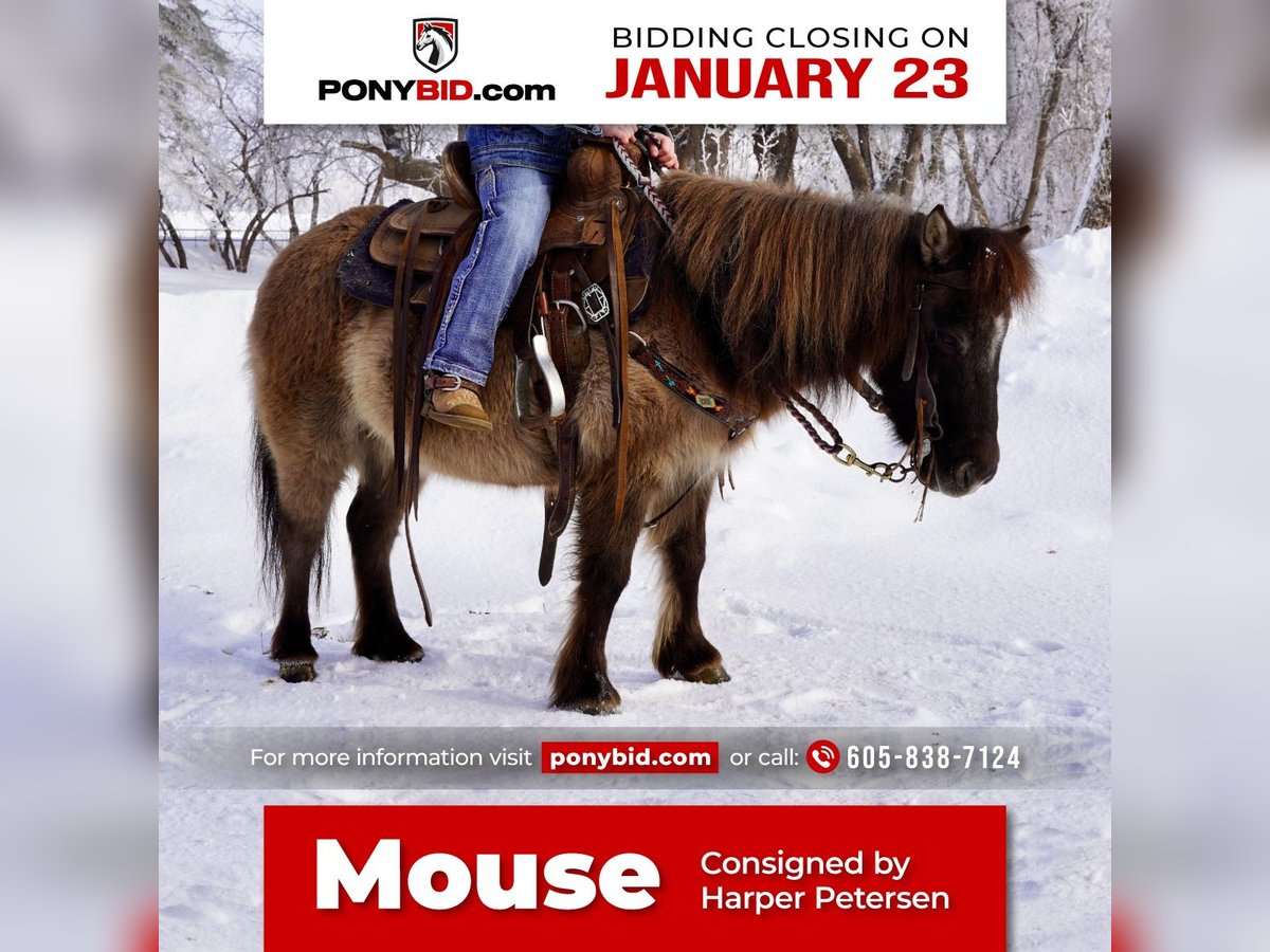 Plus de poneys/petits chevaux Jument 12 Ans 89 cm Grullo in Valley Springs, SD