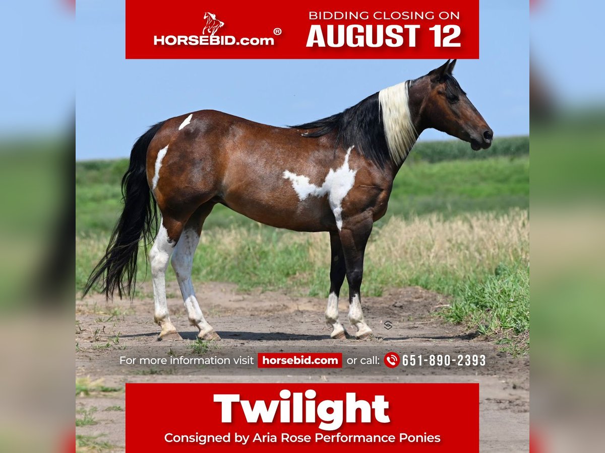 Plus de poneys/petits chevaux Jument 13 Ans 132 cm Tobiano-toutes couleurs in Hastings, MN