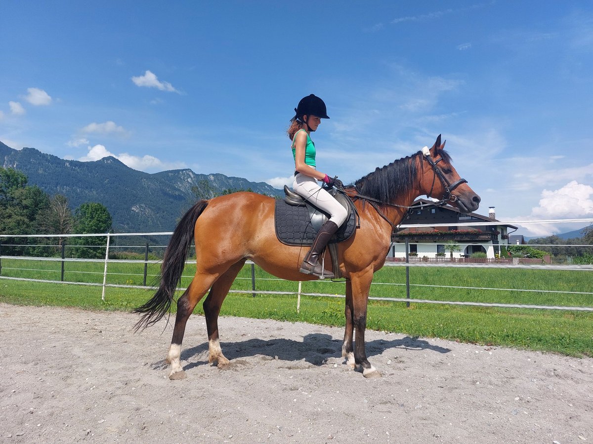 Plus de poneys/petits chevaux Jument 13 Ans 150 cm Bai in Kirchbichl