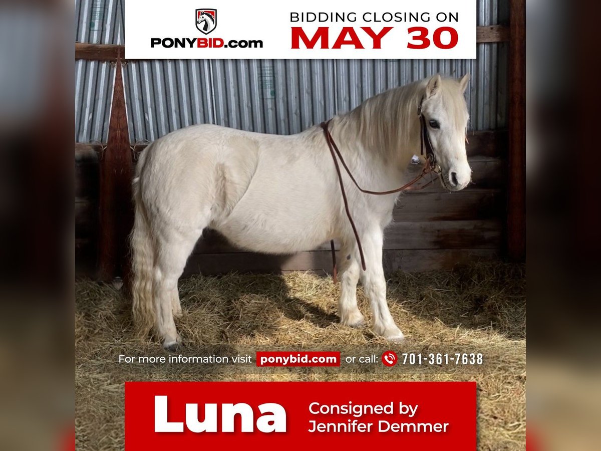 Plus de poneys/petits chevaux Jument 13 Ans Gris in Lake Park, MN