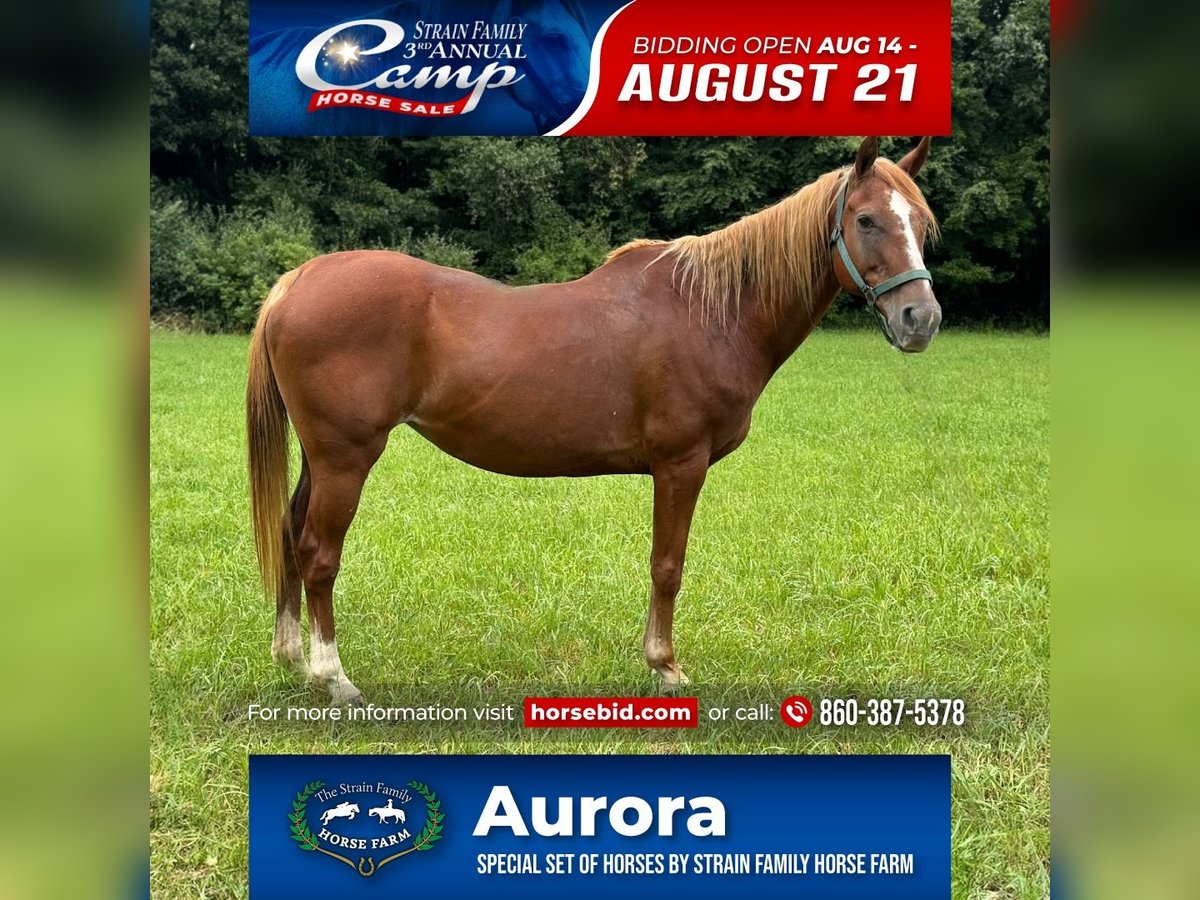 Plus de poneys/petits chevaux Jument 14 Ans 145 cm Alezan brûlé in Granby, CT