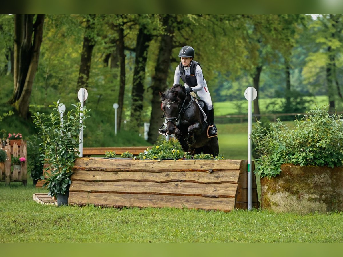 Plus de poneys/petits chevaux Croisé Jument 14 Ans 145 cm Noir in Merzen