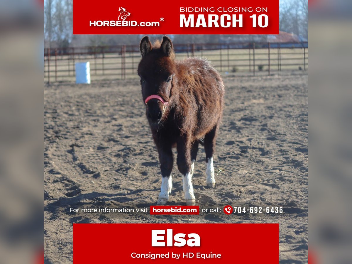 Plus de poneys/petits chevaux Jument 1 Année 79 cm in Madill, OK