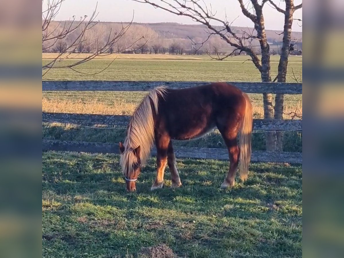 Plus de poneys/petits chevaux Jument 3 Ans 130 cm Alezan in Rechnitz