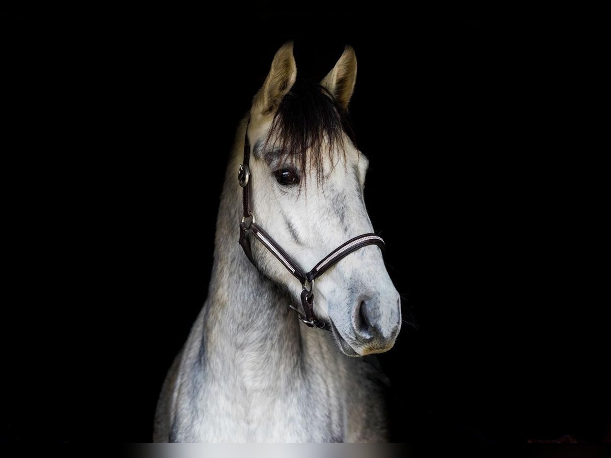 Plus de poneys/petits chevaux Croisé Jument 3 Ans 145 cm Gris in Erftstadt