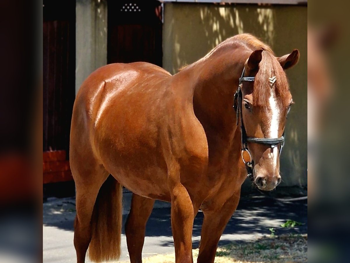 Plus de poneys/petits chevaux Jument 4 Ans 143 cm in Deggendorf