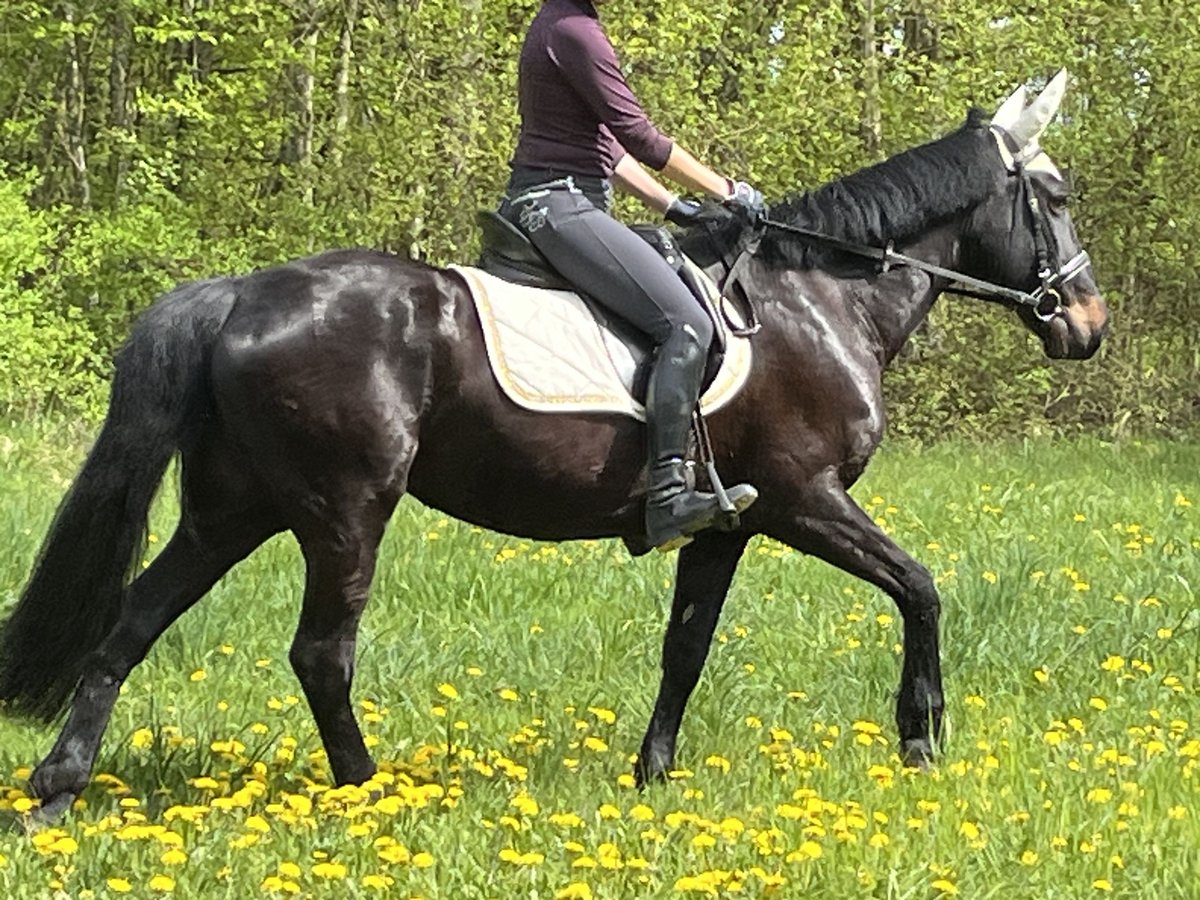 Plus de poneys/petits chevaux Jument 4 Ans 155 cm Noir in Ursensollen