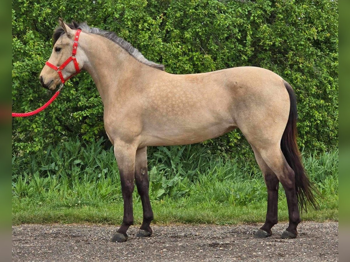 Plus de poneys/petits chevaux Jument 5 Ans 142 cm in Deggendorf