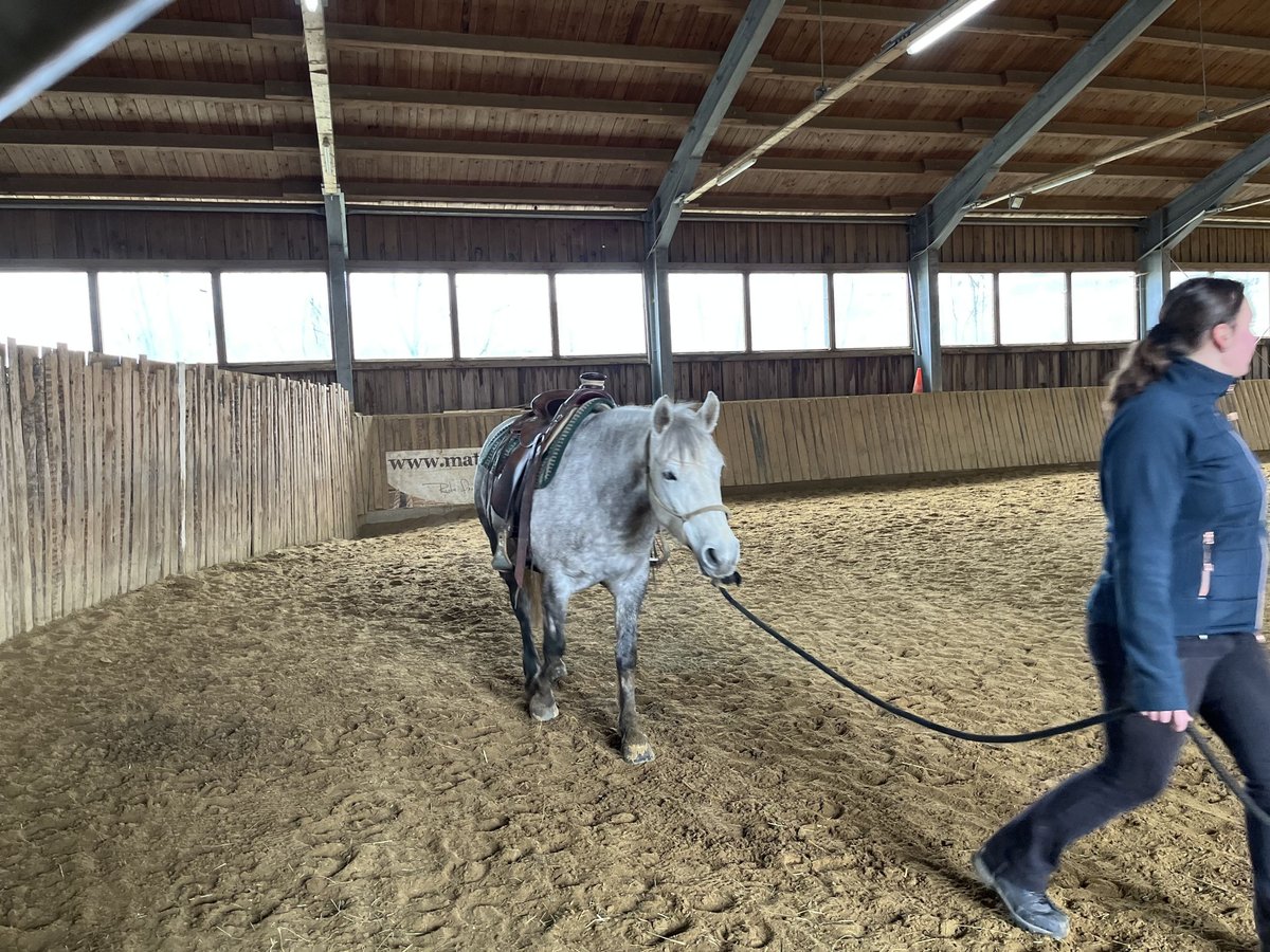 Plus de poneys/petits chevaux Croisé Jument 5 Ans 147 cm Gris in Eberswang