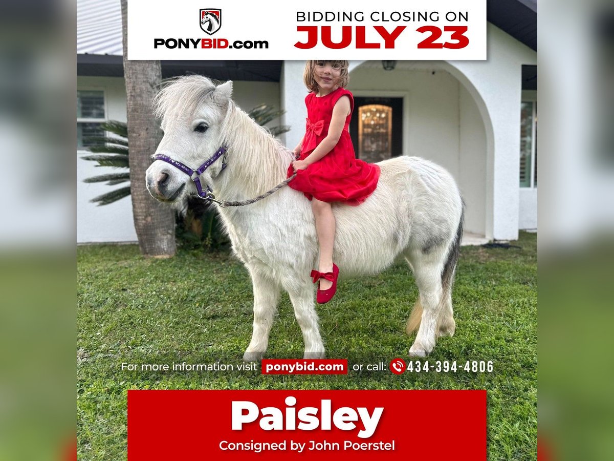 Plus de poneys/petits chevaux Jument 5 Ans 99 cm Gris in Saint Augustine, FL