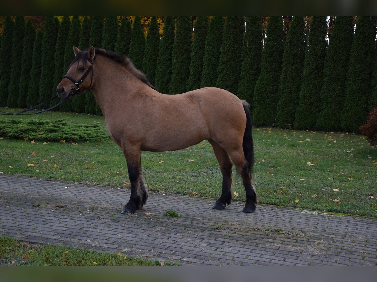 Plus de poneys/petits chevaux Jument 6 Ans 145 cm Isabelle in Chelmno