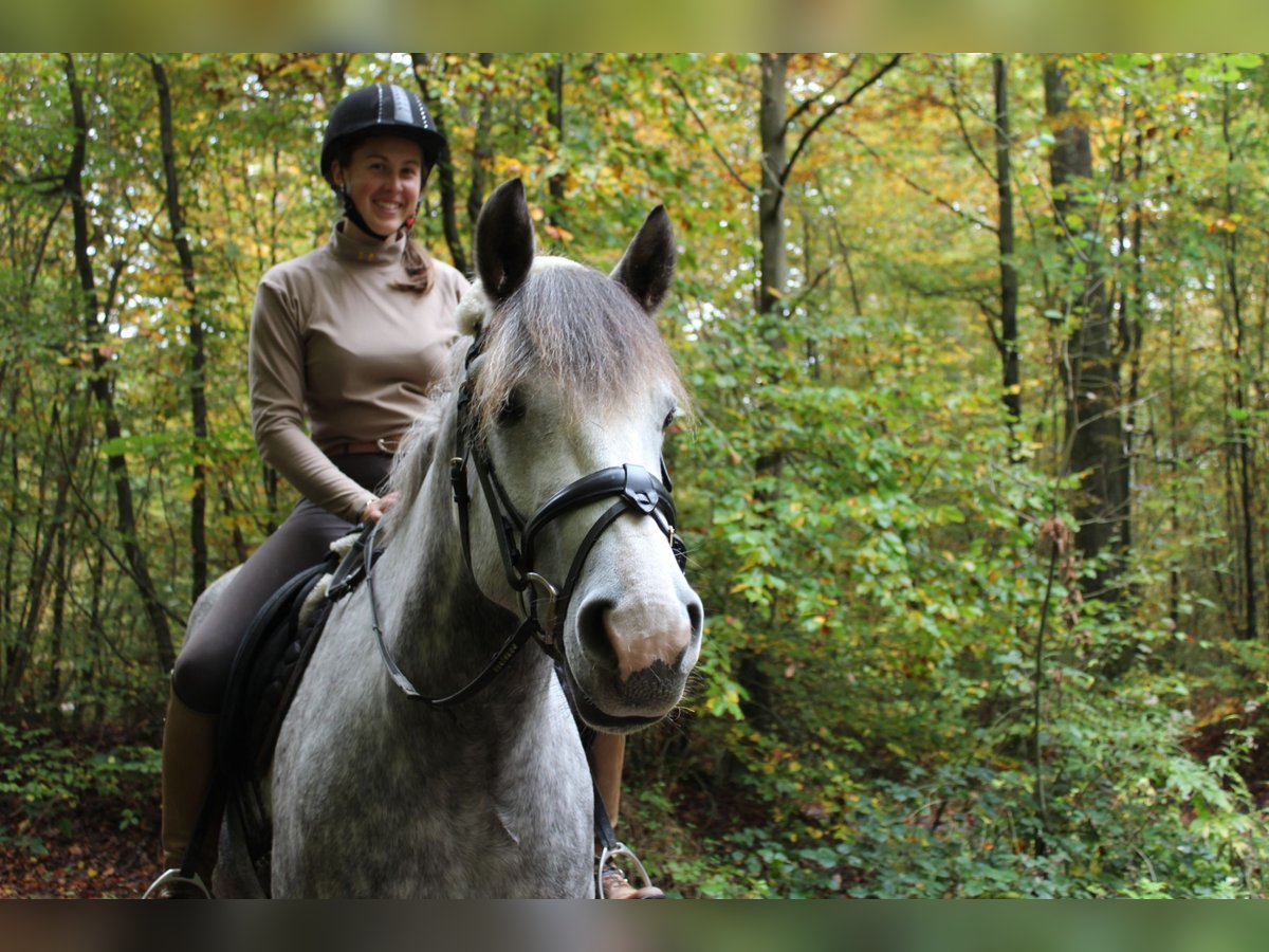 Plus de poneys/petits chevaux Jument 6 Ans 147 cm Gris pommelé in Magstadt