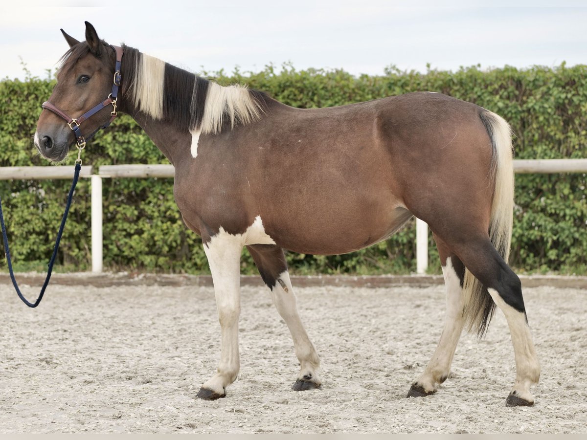 Plus de poneys/petits chevaux Jument 6 Ans 155 cm Pinto in Neustadt (Wied)