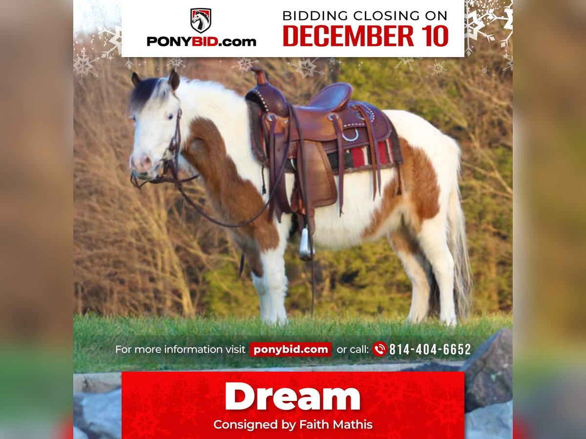 Plus de poneys/petits chevaux Jument 6 Ans 91 cm Pinto in Moshannon