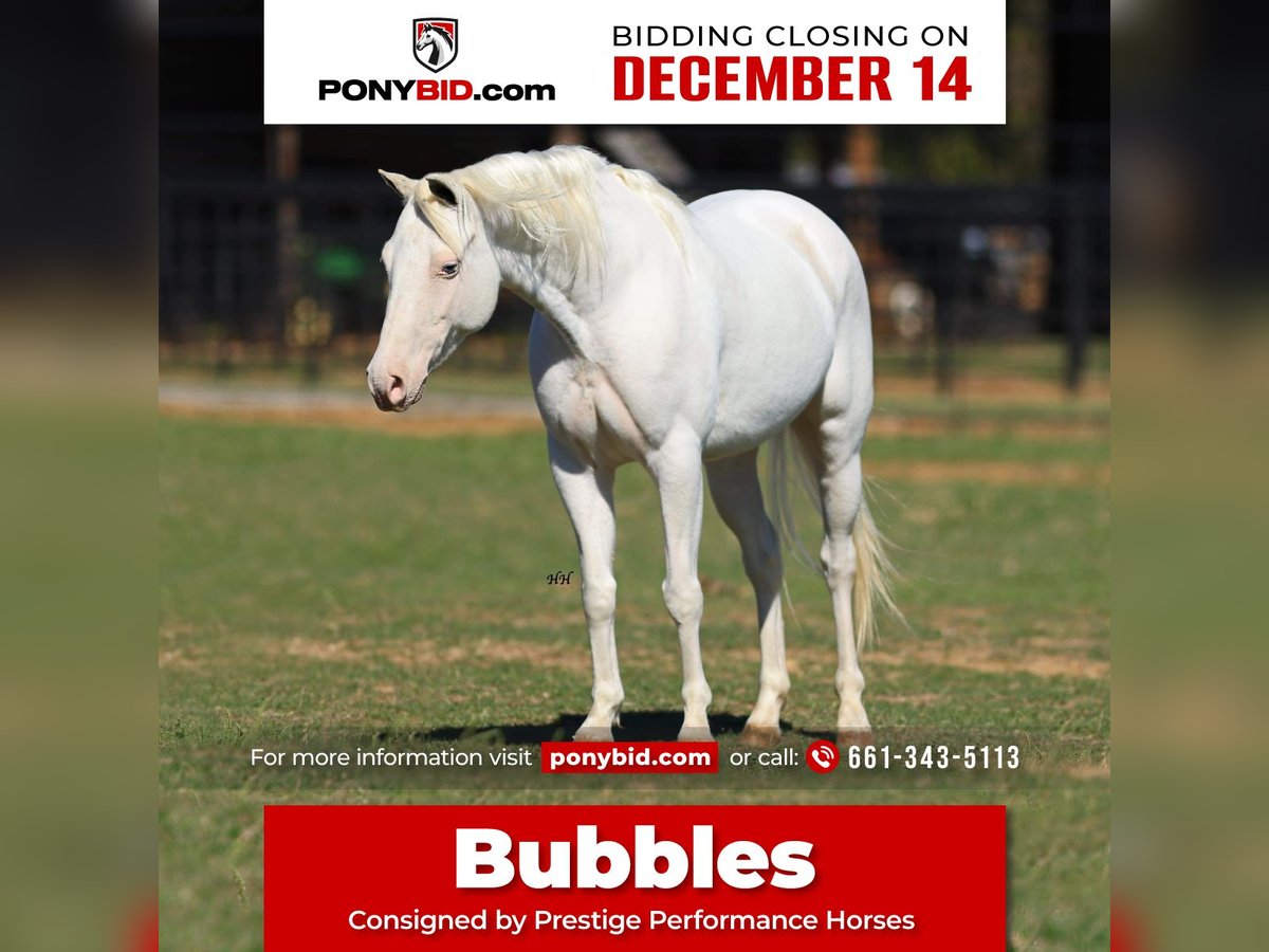 Plus de poneys/petits chevaux Jument 7 Ans 130 cm Blanc in Stephenville